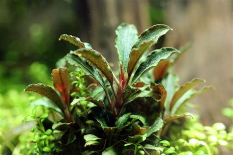 bucephalandra brownie hermes|bucephalandra red mini.